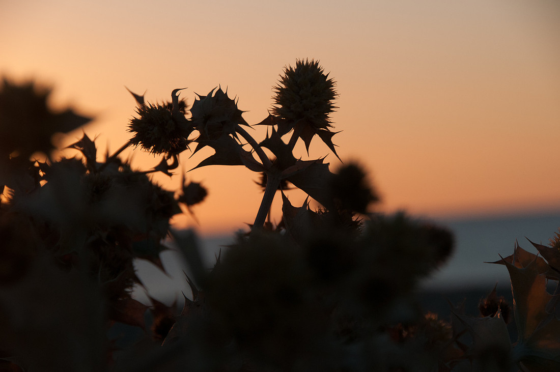 Distel im Sonnenaufgang