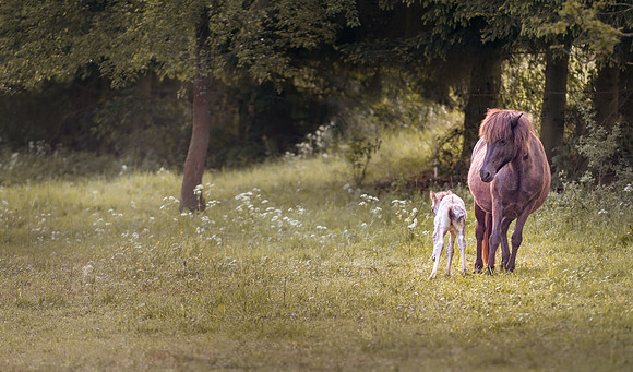 20120527_071726___DSC9721-470-2