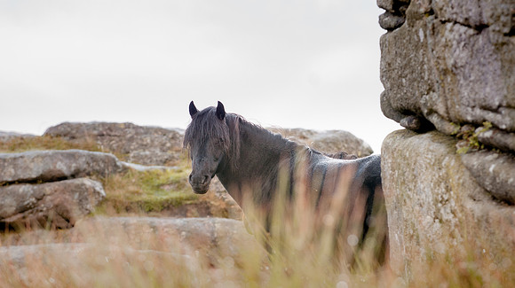 20110825_073218___DSC6280