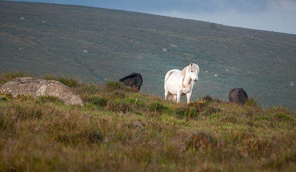 20110825_074417___DSC6347-2
