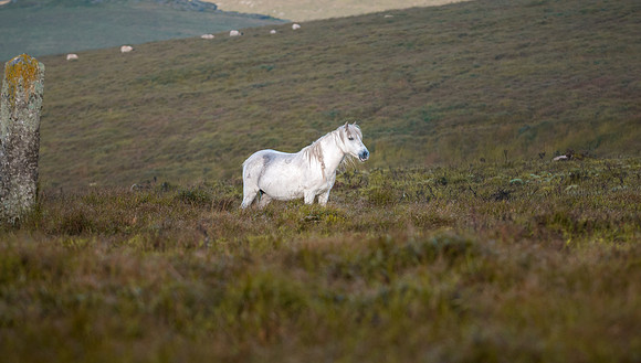 20110825_074206___DSC6330-2