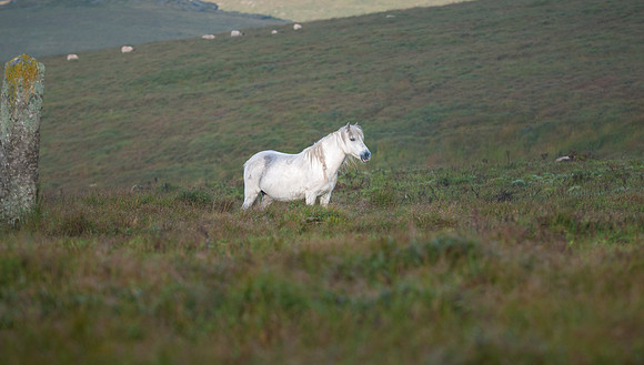 20110825_074206___DSC6330