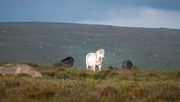 20110825_074417___DSC6347