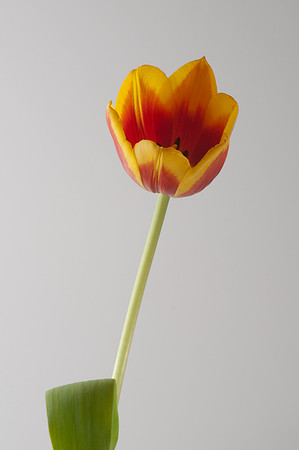 20100404_174151__DSC_2509