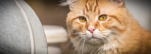 Katzen(Tuerck)-095